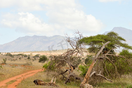 羊群草原摄影照片_绿色大草原上的死树