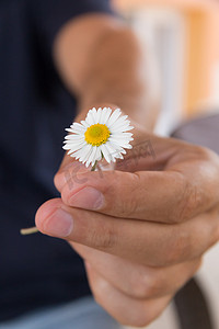 手送一朵小洋甘菊或雏菊花作为浪漫礼物。