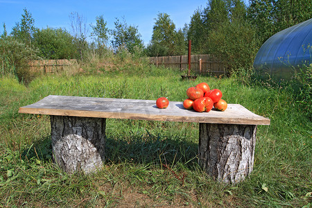 长木凳上成熟的西红柿