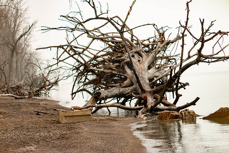 死皮摄影照片_在皮利角海滩倒下的大树