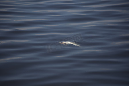 漂浮的细菌摄影照片_湖中漂浮的死鱼