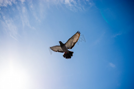 单鸽在空中飞翔