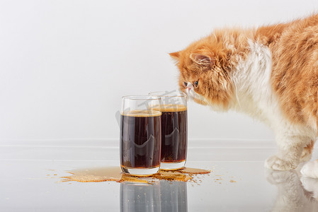 红色波斯小猫闻到玻璃杯中的啤酒味