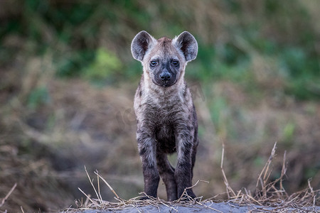 主角摄影照片_年轻的斑点鬣狗在镜头前担任主角。