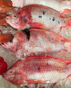 市场上冰上的罗非鱼生鱼。