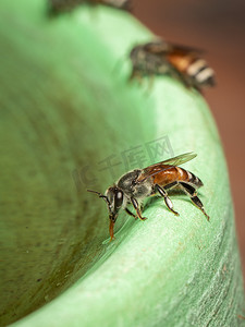 蜂下摆或矮蜂 (Apis florea) 在 t 上吸水的图像