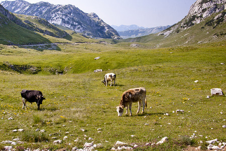 牛在 mounatins 草地上 - 黑山