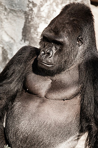 大猩猩男性的面部肖像