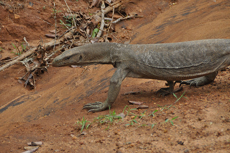 斯里兰卡雅拉国家公园的一只水蜥