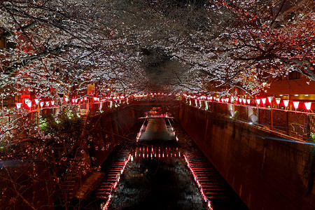 春天樱花公路摄影照片_晚上日本街上的粉红色樱花花