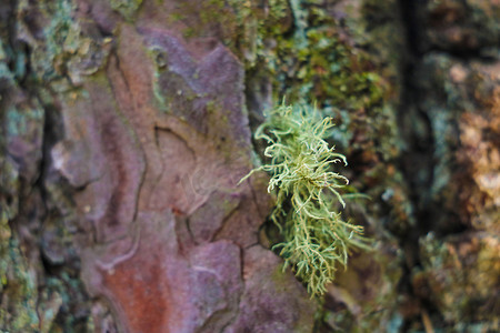一棵树的棕色树皮的质地，上面有绿色的苔藓和地衣。