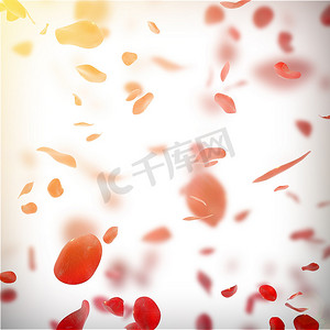红色的飘落的花瓣摄影照片_飘落的玫瑰花瓣背景与发光的太阳