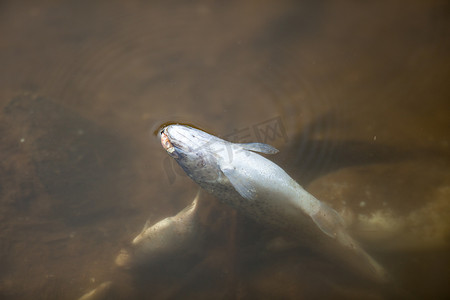 受污染的池塘摄影照片_被污染的池塘/河流/湖泊中的死鱼