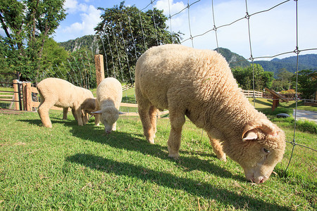 农村动物摄影照片_农村牧场绿草田中的美利奴绵羊饲养