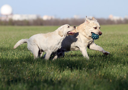 公园里两只可爱漂亮的甜黄色拉布拉多犬
