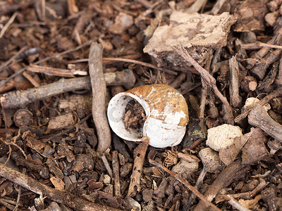 林地地板上的空蜗牛壳