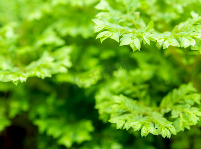 卷柏的新鲜绿叶涉及蕨类植物