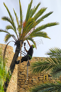 攀爬工具摄影照片_在埃尔切的棕榈树上攀爬和修剪工作的人