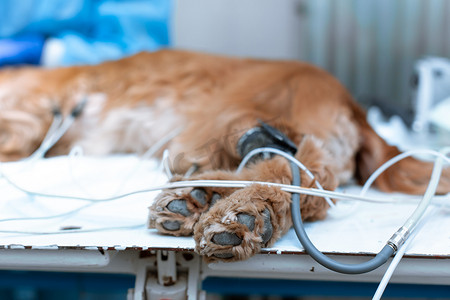 狗在兽医诊所的手术台上被麻醉