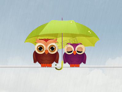 猫头鹰在雨中打伞