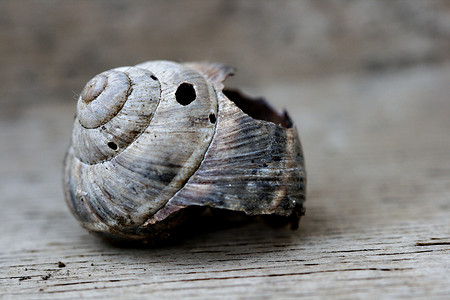 破碎的蜗牛壳