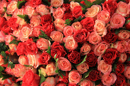 红色和粉红色的玫瑰