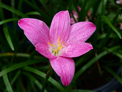 甘兰摄影照片_韭菜兰，学名叫做“Zephyranthes grand