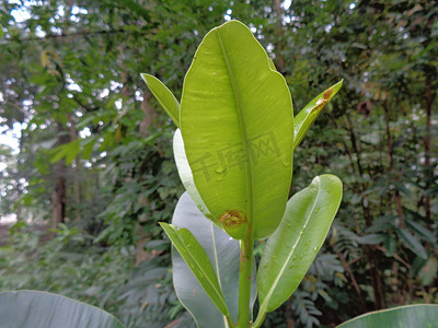 绿色小 Calophyllum inophyllum（tamanu、海滩旅游、婆罗洲桃花心木、球树、桅杆木、海滩 calophyllum、红 poon、美人叶、亚历山大月桂树或僧伽罗语）与自然背景。