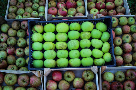 塑料板条箱中的青苹果位于其他装有微红色苹果的木板条箱中。