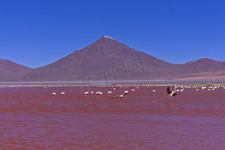 吐鲁番西红柿摄影照片_红湖，玻利维亚，南美洲