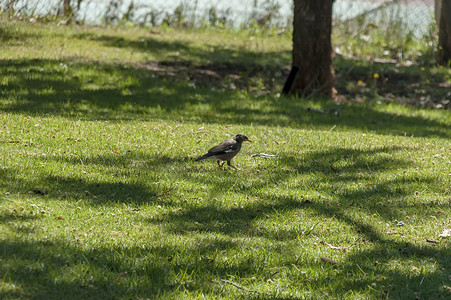 皇家纳塔尔国家公园的棕头牛鸟