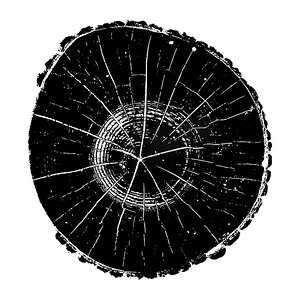 树日志，木材年轮 grunge 纹理矢量图