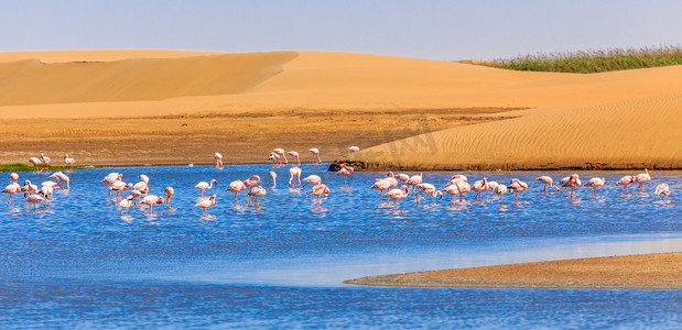 成群的粉红色火烈鸟沿着卡拉哈里沙漠的沙丘行进