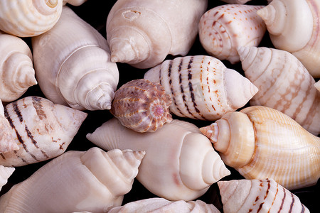 黑色背景中各种彩色贝壳的收集