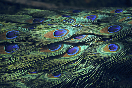雉鸡和鹧鸪 (Phasianidae) 印度孔雀 (Pavo cris