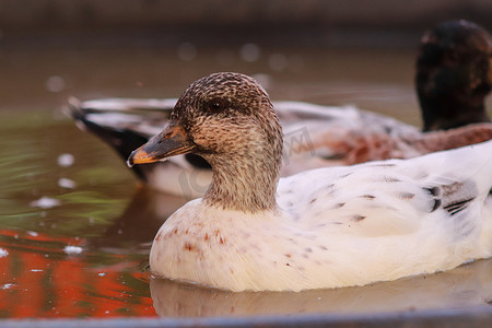 女性正面镜头和男性 Snowy Call Ducks