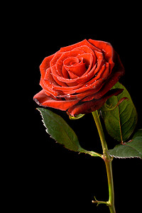 红玫瑰与水滴隔离在黑色
