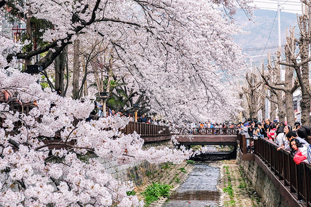 2018 年 4 月 1 日：许多游客来到韩国镇海，看