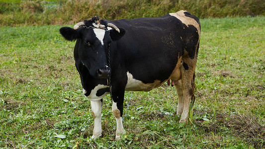 牛牧场摄影照片_在农村的奶牛。