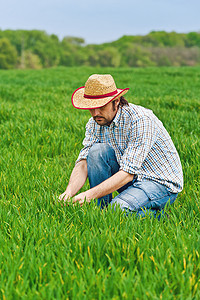 农民检查和控制年轻的小麦耕地