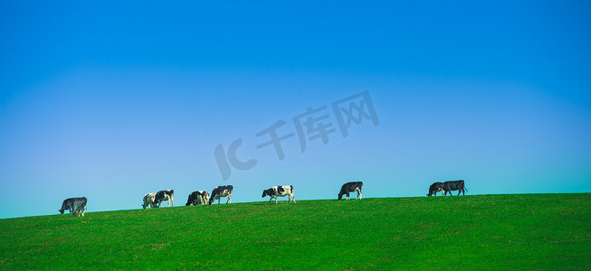 养牛牧场摄影照片_在牧场放牧奶牛