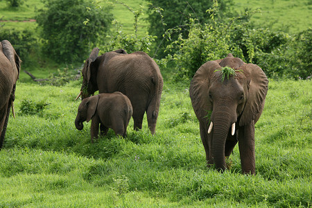 非洲博茨瓦纳大草原上的野生大象 (Elephantidae)