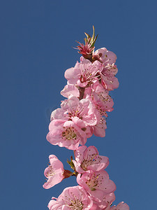 桃树开花