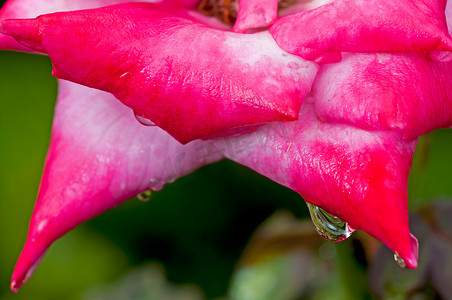 水滴挂着红色的玫瑰花瓣，清新，自然，特写，宏观，