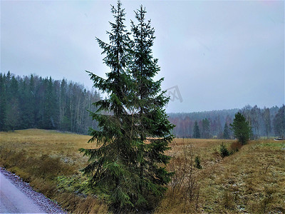 雪天努克西奥国家公园的森林景观