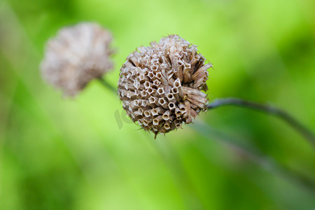 野生佛手柑 (Monarda fistulosa)