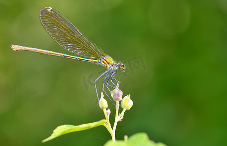 森林中的蜻蜓 (coleopteres splendens)