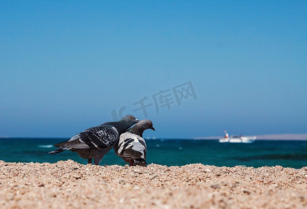 在沙质海岸 morskoym 上的两只鸽子表现出对彼此的爱。