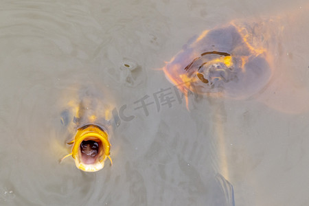 锦鲤鱼在澳大利亚地区的一个小池塘里游泳