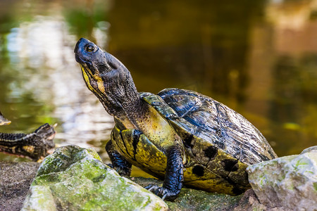 黄腹坎伯兰滑龟，面部和上半身特写，来自美国的热带爬行动物